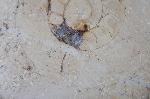 Aulacostephanus sp. (SUTNER & POMPECKJ in TORNQUIST 1896) - Bild &copy; FossNet FossilienStore